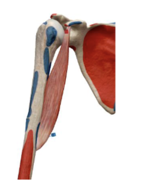 <p>Coracobrachialis action</p>
