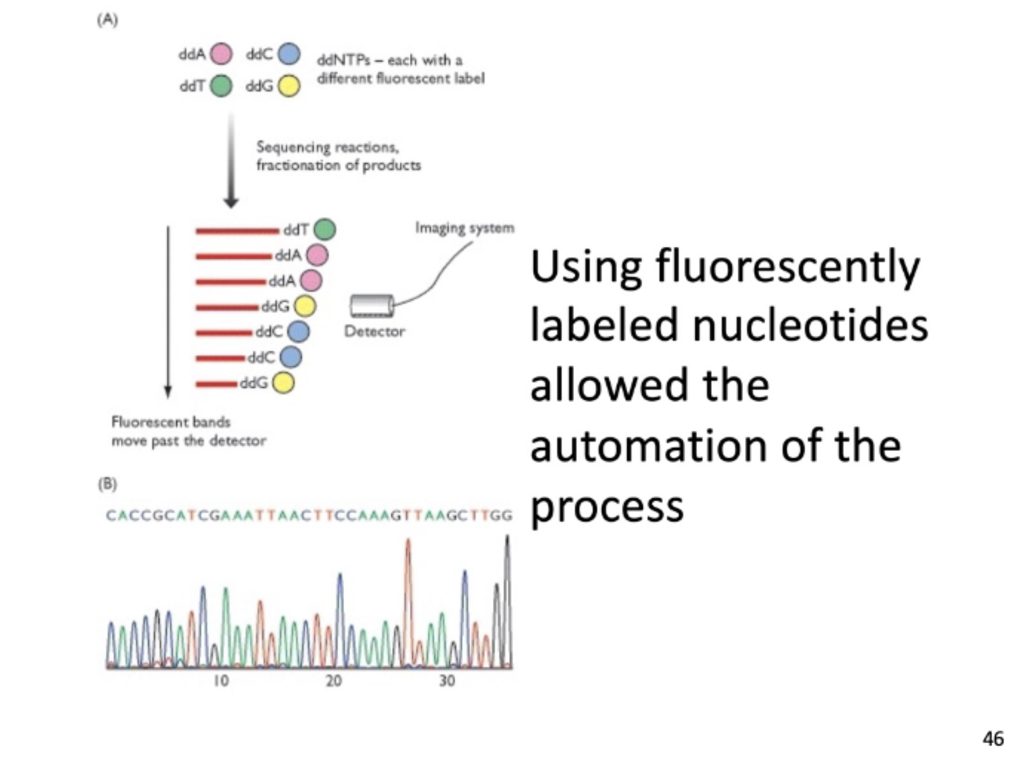<p>the more common technique, where readings of florescent nucleotides can map out the sequence</p>