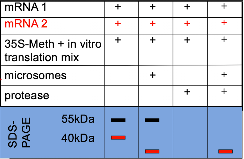 <p>iClicker</p><p>Which protein would you suspect is secreted?</p><p>A. Protein 1 (black)</p><p>B. Protein 2 (red)</p><p>C. Both.</p><p>D. Neither one.</p>