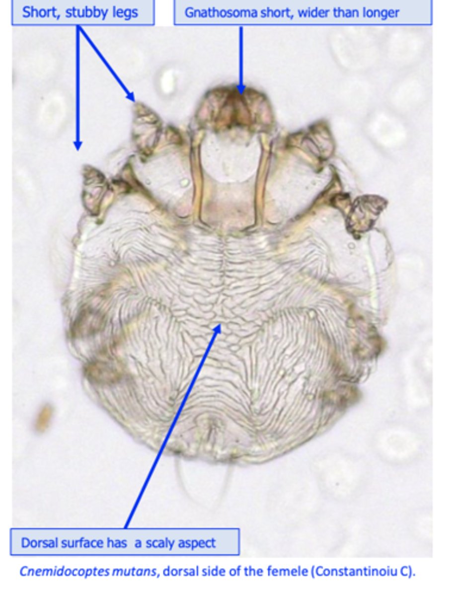 <p>Circular</p><p>Gnathosoma is short, wider than longer;</p><p>In females dorsal surface has a scaly aspect;</p><p>The legs are short, stuby;</p>