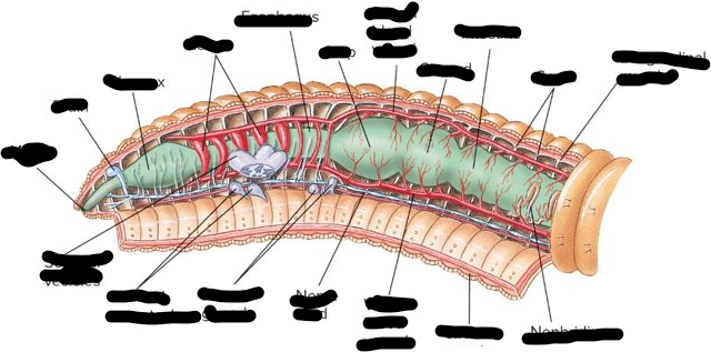 <p>Domain?</p><p>Phylum?</p><p>Class?</p><p>Genus?</p><p>parts: Mouth, Female gonads, Nerve cord, Dorsal Blood Vessel, Intestine, Nephridium, Longitudinal muscle, Glizzard, Hearts, Pharynx, Brain, Seminal Vesicles, Ventral blood vessel, Circular muscle, Crop, Esophagus, Seminal receptacles</p>