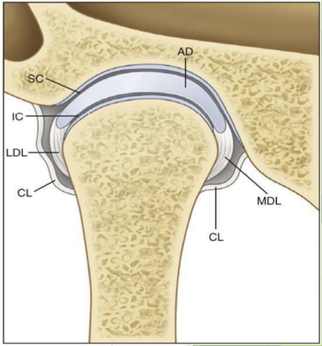 <p>collateral ligament</p>