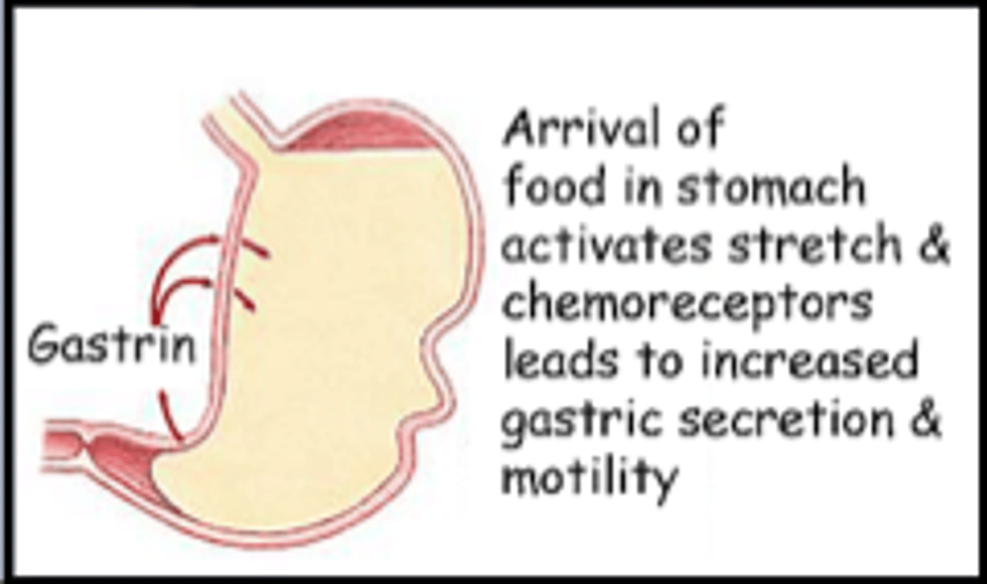 <p>Period in digestion when food is in the stomach</p>