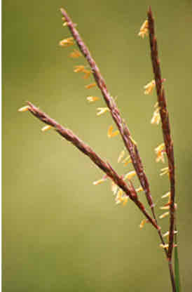 <p><span>Andropogon gerardii</span></p><p><span>Big Bluestem</span></p>