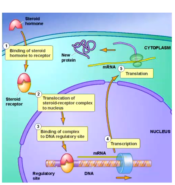 <p>Know the mechanism of action for corticosteroids… Note:</p><ul><li><p>Cell HAS to contain a receptor for that particular steroid… some cells will, some cells won’t</p></li><li><p>Steroid-receptor complex, as it binds to the DNA, only has effects at SPECIFIC regions of the DNA template</p><ul><li><p>Called motifs </p></li><li><p>Acts at a signal to that specific steroid receptor… once the complex reaches the motif, the complex will either FACILITATE the transcription of that gene, or INHIBIT it</p></li></ul></li></ul><p></p>