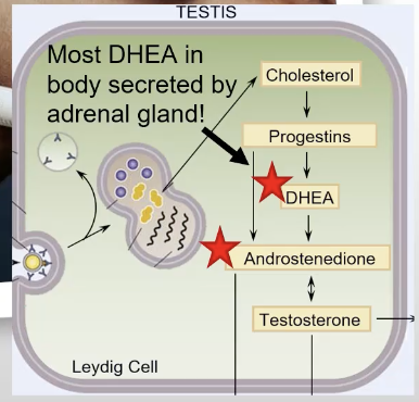 <ul><li><p>dehydroepiandrosterone (DHEA): antiaging dietary supplement</p></li><li><p>androstenedione</p></li></ul><p></p>