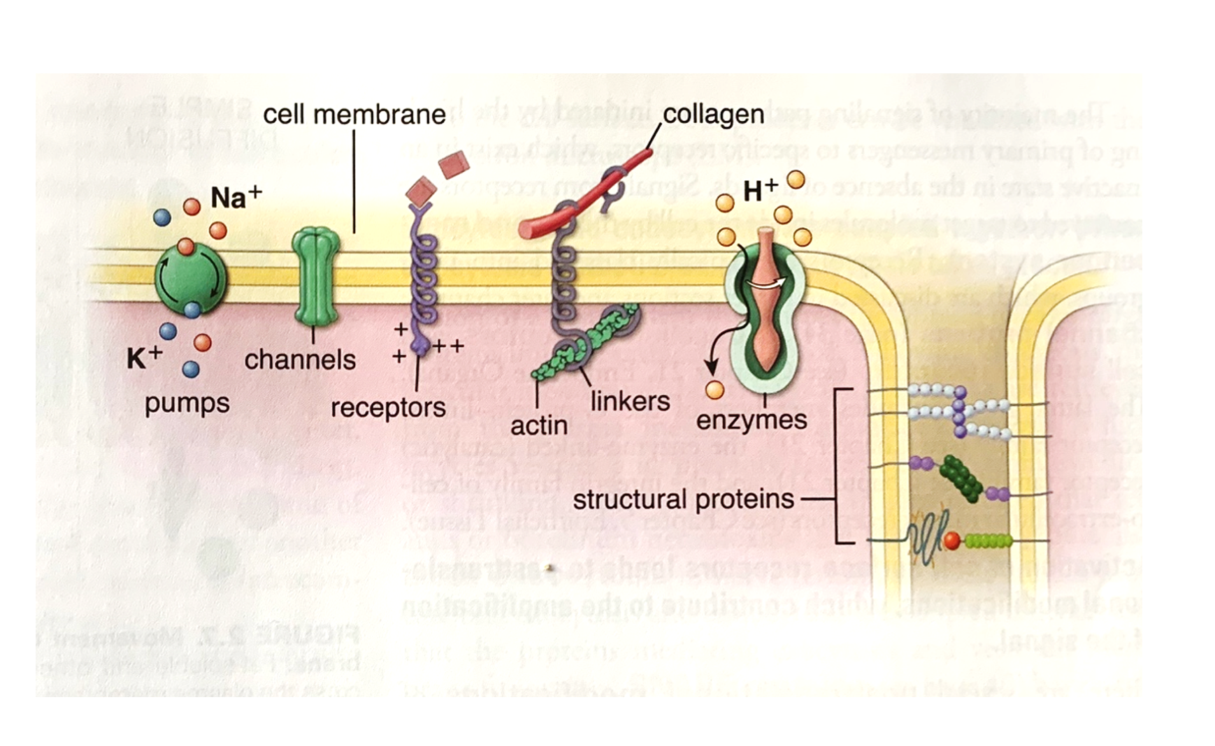 <p>So we have talk about specialization of different membrane portion, and this specialstic domains are characterized principally by the presence of specific proteins integrated in the bilayer. Six broad categories of membrane proteins have been defined in terms of their function :</p><p><strong>Pumps</strong> – active transport of ions, also metabolic precursor such as amino acids and sugars. <strong>&nbsp;- </strong>&nbsp;passage of small ions, molecules, water in either directions (passive); present also in gap junctions where THEY allow the passage of molecules involved in signalling from one cell to adjacent.</p><p><strong>Receptors</strong>- allow recognition and localized binding of ligands in processes such as hormonal stimulation, antibody reactions,…</p><p><strong>Linkers </strong>– anchor the intracellular cytoskeleton to the extracellular matrix (i.e. Integrins).</p><p><strong>Enzymes</strong> – have a variety of roles. ATPase have a specific role in ion pumping; ATP synthase is the major protein of the inner mitochondrial membrane, and digestive enzymes are integral membrane proteins.</p><p><strong>Stuctural proteins </strong>– Specialized junctional complexes in polarized cells suchas epithelial cells.</p><p><strong>Channels </strong>are transmembrane proteins that facilitate the passive, selective movement of specific ions or small molecules across the cell membrane, often regulated by various stimuli.</p><p></p><p></p>
