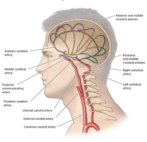 <p><span><span>Why Brain Blood Supply Matters</span></span></p>