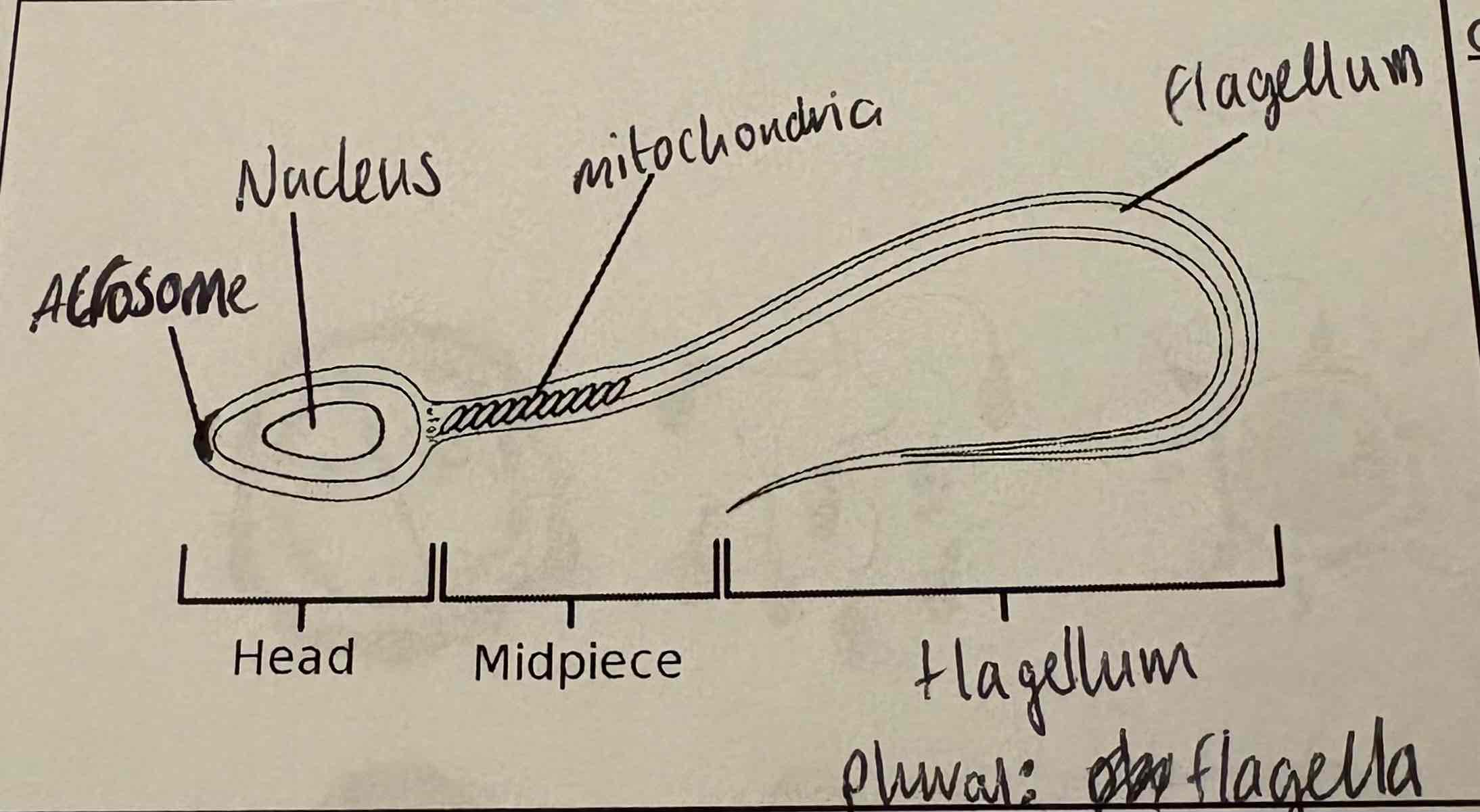 <p>What do the specialised parts of this cell do?</p>