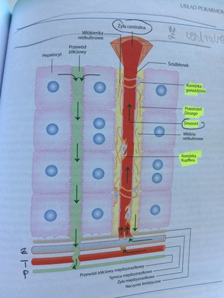 <p>mają&nbsp;liczne wypustki, znajdują&nbsp;się wewnątrz sinusoidów, są makrofagami. Zapobiegają wewnątrznaczyniowemu krzepnięciu krwi, fagocytują&nbsp;bakterie, kom. nowotworowe, produkują cytokiny np. TNF-β, która pobudza prod. kolagenu przez kom. gwiaździste. </p>