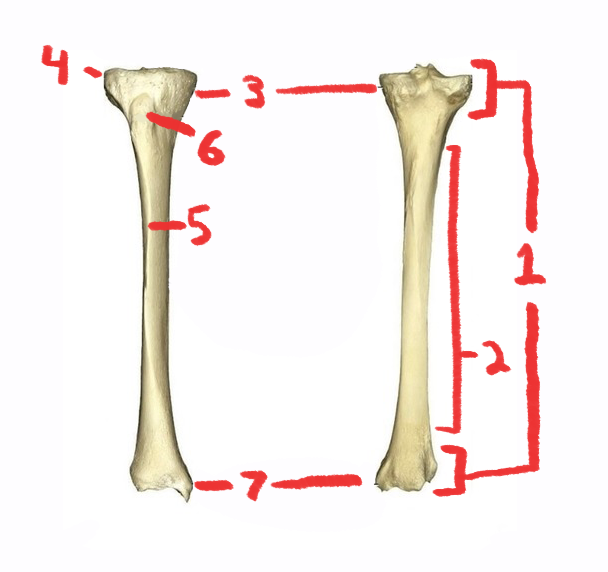 <p>What is this bone?</p>