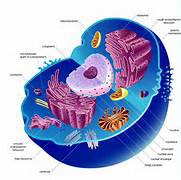 <p>cell</p>