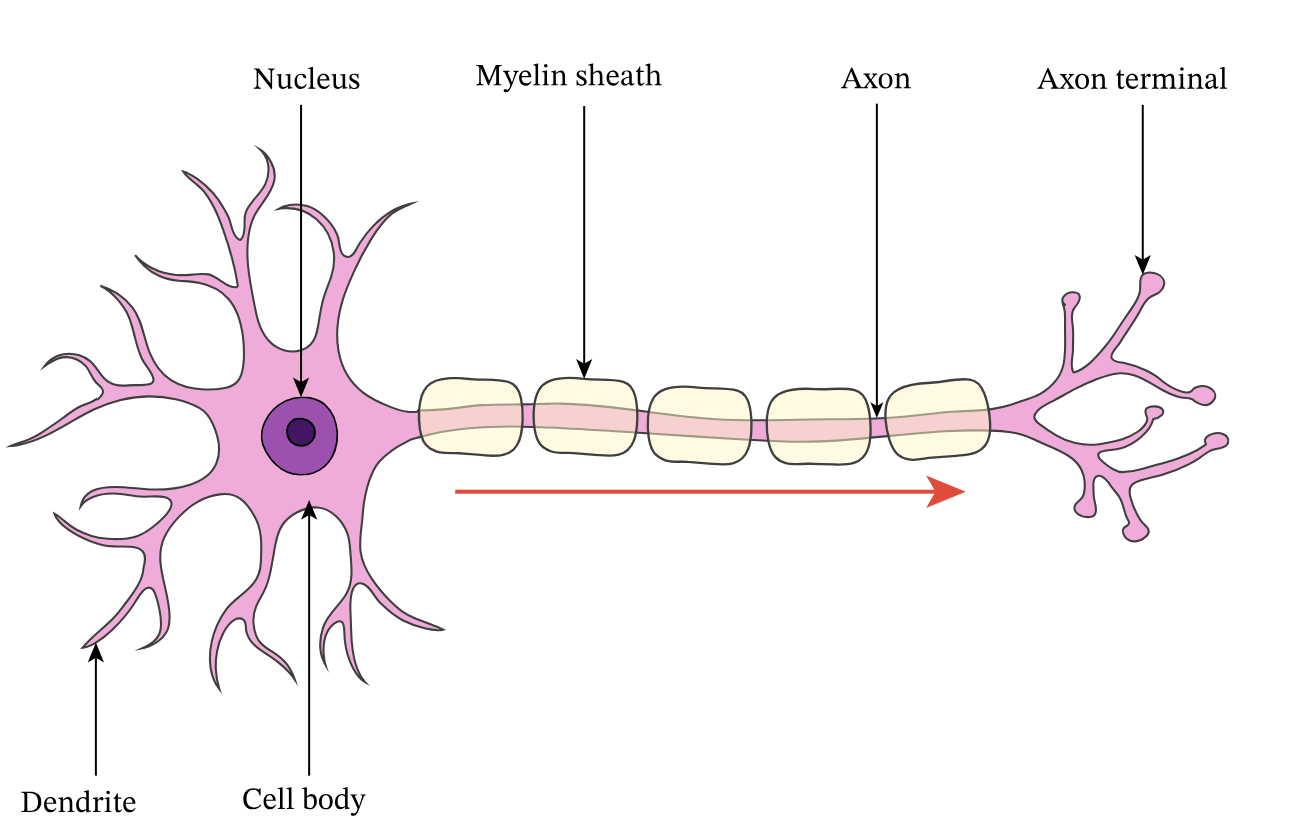 <ul><li><p>short dendrites and long axon</p></li><li><p>begins in CNS and projects to muscles</p></li><li><p>detects signal from relay neurone in CNS via synaptic transmission and sends to effector along myelinated axon to contract</p></li></ul><p></p>
