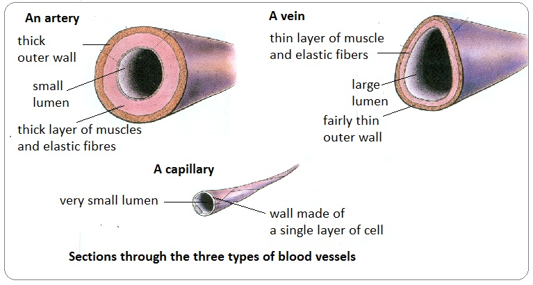 <ul><li><p>Veins have an outer layer of <strong>connective tissue containing elastic fibres</strong> but a much <strong>thinner muscular wall</strong> than arteries.</p></li><li><p>Veins <strong>contain valves</strong> to prevent the backflow of blood.</p></li></ul><p></p>