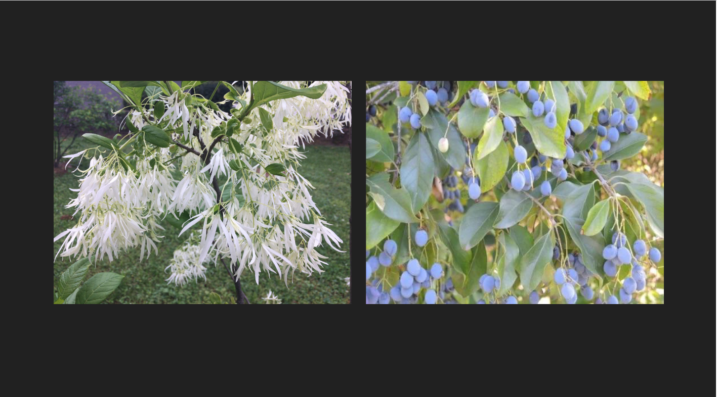 <p>Chionanthus virginicus</p><p>American Fringetree</p>