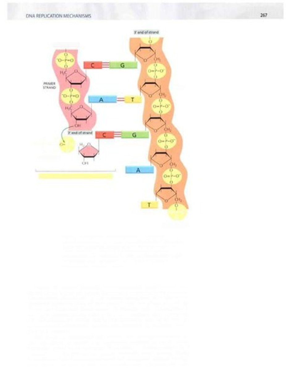 <p>Frequency of mutations per cell generation.</p>