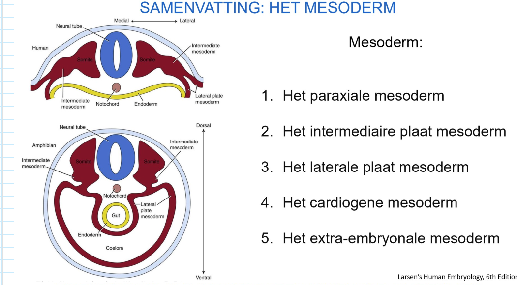 <ol><li><p>paraxiale mesoderm</p></li><li><p>intermediaire plaat mesoderm</p></li><li><p>laterale plaat mesoderm</p></li><li><p>cardiogene mesoderm</p></li><li><p>extra-embryonale mesoderm</p></li></ol><p></p>