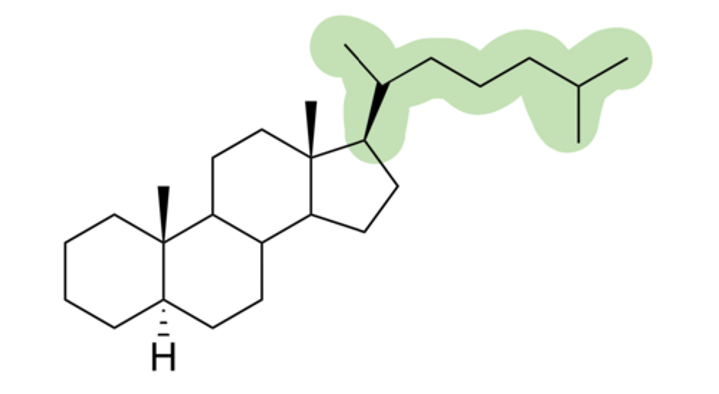 <p>What steroid nucleus is this?</p>
