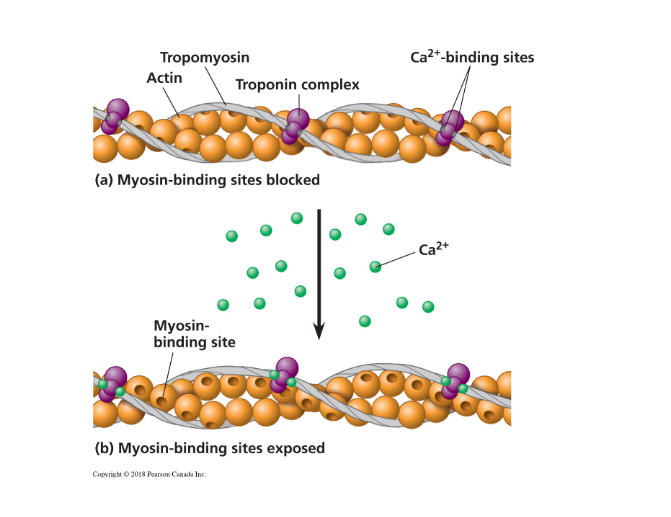 <ul><li><p class="ds-markdown-paragraph"><span>At rest, </span><strong><span>tropomyosin</span></strong><span> blocks the myosin-binding sites on actin.</span></p></li><li><p class="ds-markdown-paragraph"><span>When an action potential arrives, </span><strong><span>Ca²⁺</span></strong><span> is released from the sarcoplasmic reticulum.</span></p></li><li><p class="ds-markdown-paragraph"><span>Ca²⁺ binds to </span><strong><span>troponin</span></strong><span>, which changes shape and pulls tropomyosin away from the myosin-binding sites.</span></p></li><li><p class="ds-markdown-paragraph"><span>This allows myosin to bind to actin and initiate contraction.</span></p></li></ul><p></p>