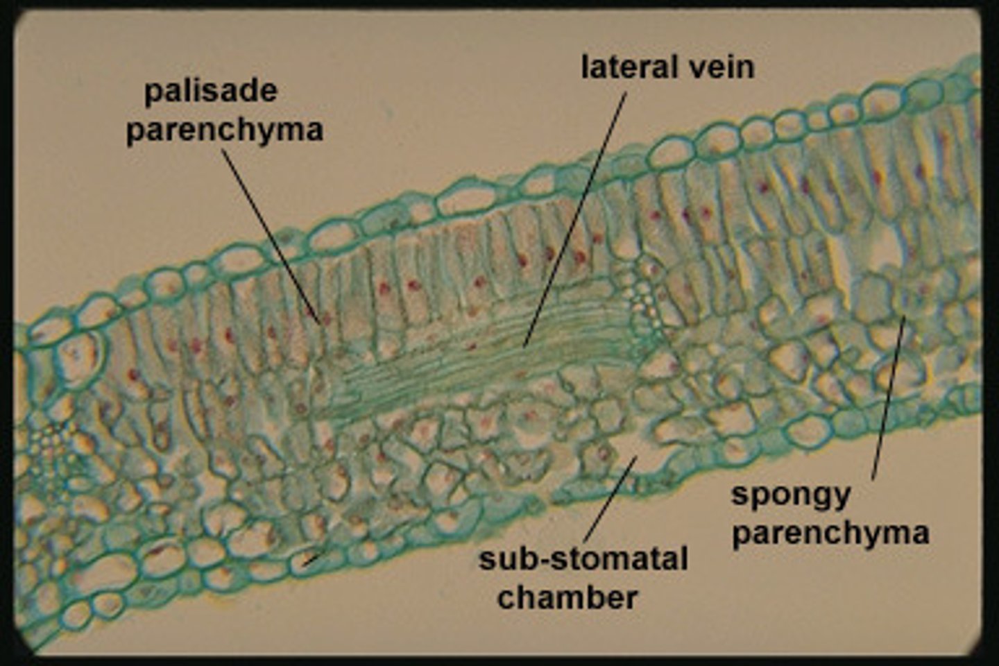 <p>under the epidermis on both sides of the plant that do the photosynthesis</p>