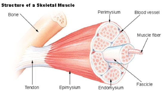 <p>muscular system</p>