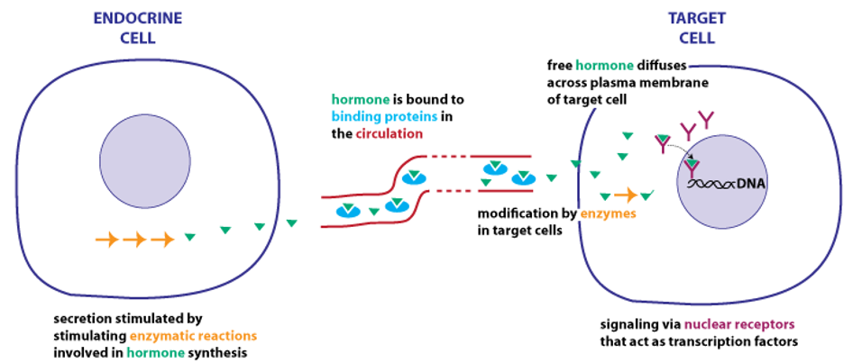 <ul><li><p>Bind to<strong> specialized transport proteins</strong></p></li><li><p>Enzymes can’t get to them easily, not processed very well by liver and kidney</p></li><li><p>Remain in circulation longer &gt;1 hour (days) <strong>(long half-life)</strong></p></li><li><p>Bloodstream has a reserve of these hormones</p></li><li><p><span style="color: blue;"><strong>Lipid-soluble</strong></span></p></li><li><p><span style="color: rgb(195, 0, 255);"><strong>Steroids and thyroid hormone</strong></span></p></li><li><p>They can leave plasma membrane easily because lipid-soluble and bind to binding proteins</p></li><li><p>Use<strong> intracellular receptors (nuclear receptors) </strong>(in cytoplasm and nucleus), interact with DNA<strong> (gene expression)</strong></p></li></ul><p></p>