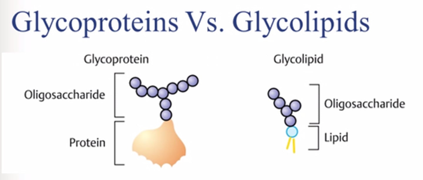 <p>Lipids with a carbohydrate attached, found in the cell membrane, and are involved in intercellular communication</p>