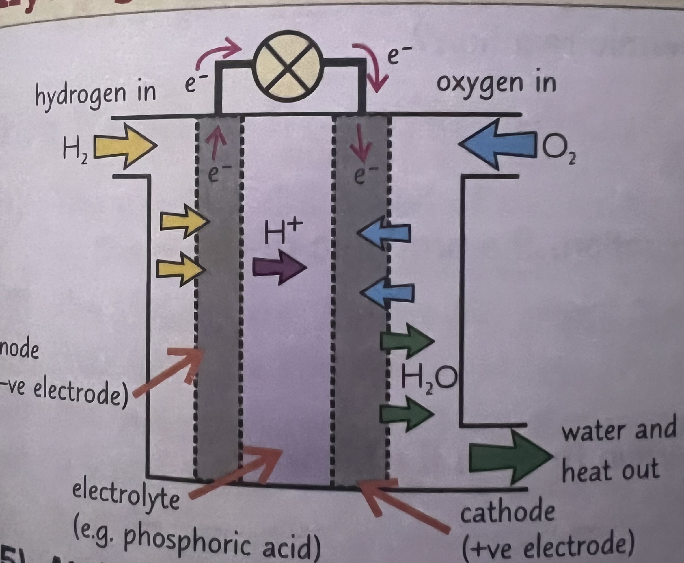 <p>What does a fuel cell produces when it combines with hydrogen and oxygen </p>