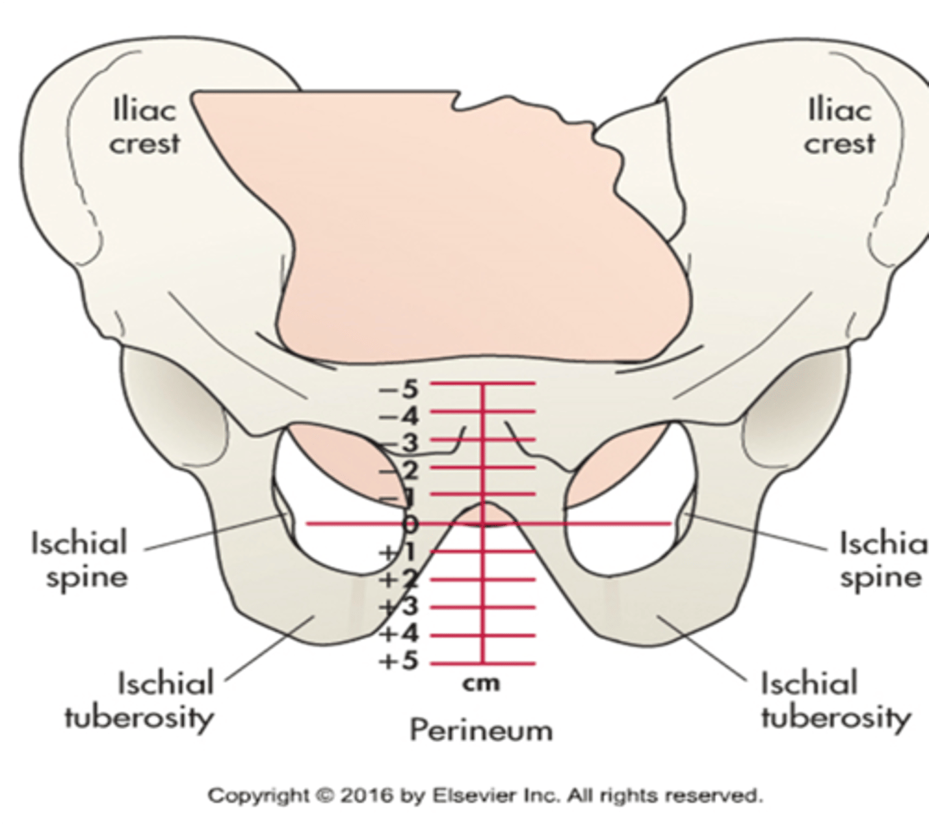 <p>-in relation to the ischial spines</p><p>-goes from -5 to +5</p>