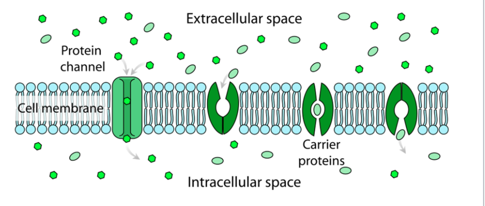 <p>The transport protein provides a path for certain molecules to pass through</p>