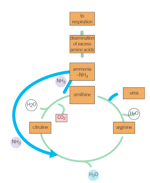 ornithine cycle