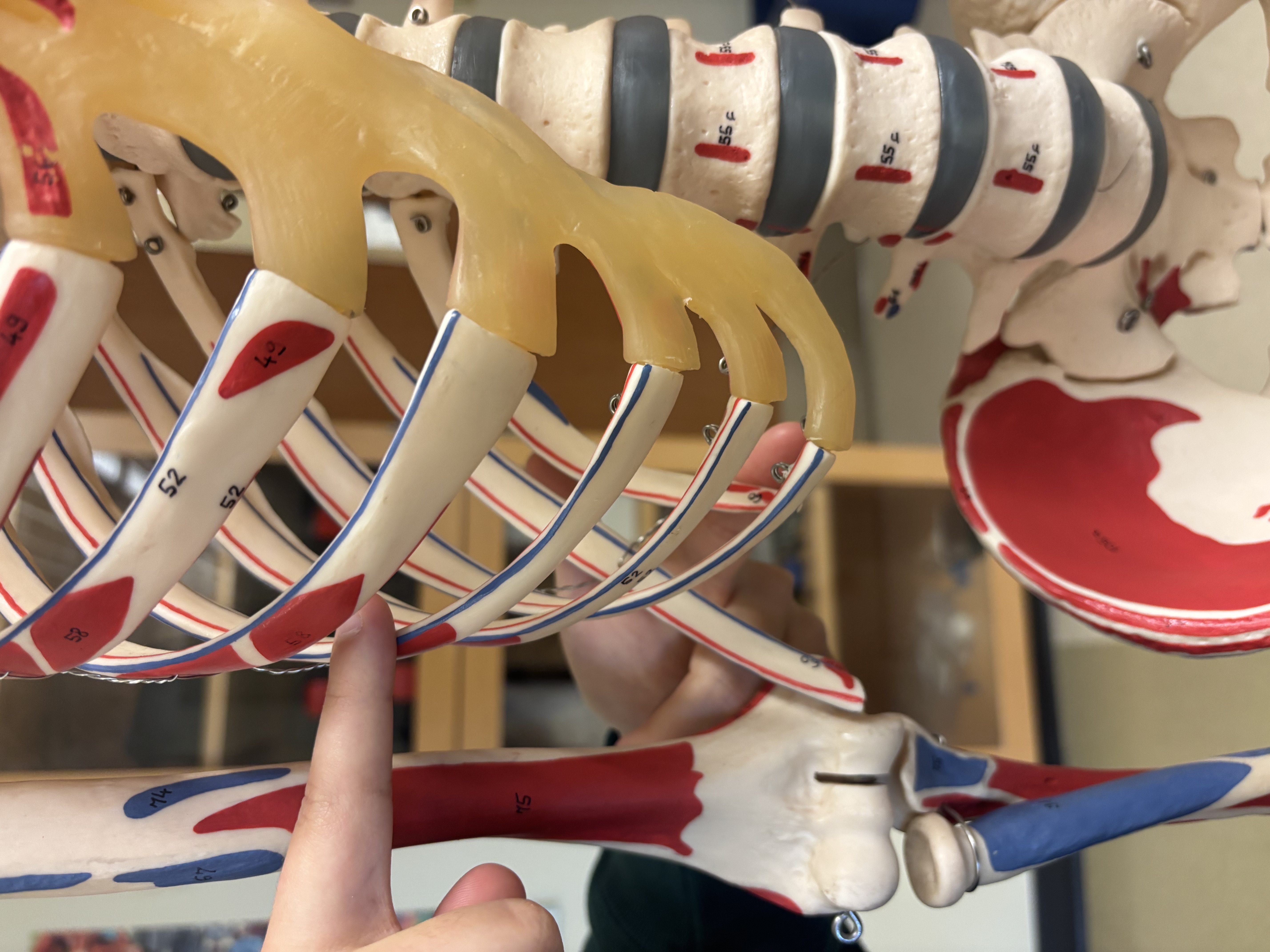 <p>What are these ribs known as?</p>