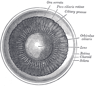 <p>Ciliary processes</p>
