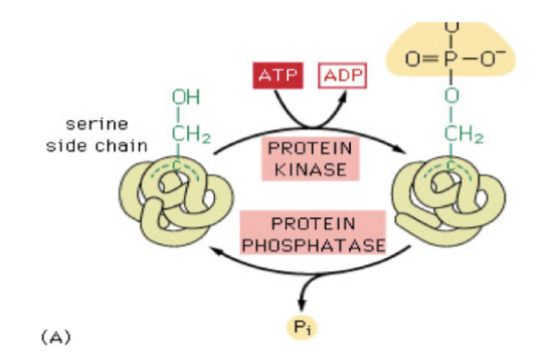 <p>Fosforylering är den vanligaste modifikationen. <strong>Kinaser</strong> fosforylerar proteiner medan <strong>fosfataser</strong> defosforylerar.</p><p>Det sker genom at ATP donerar sin fosfatgrupp till en aminosyra med en fri OH-grupp.</p>