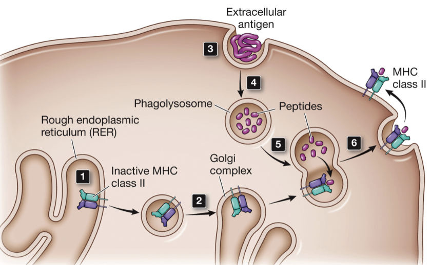 <ol><li><p>MHC class II are translated and transported to the rough ER where they remain in an inactive state</p></li><li><p>travel through the secretory pathway to a vesicle where they wait for further action by a phagolysosome</p></li><li><p>extracellular molecules and pathogens are endocytosed by professional APCs</p></li><li><p>endosome containing extracellular material matures into a phagolysosme</p></li><li><p>lysosomal proteases digest proteins</p></li><li><p>phagolysosome fuses with secretory vesicles containing MHC class II molecules</p></li><li><p>travel to cell surface where they present peptides generated by digestion&nbsp;</p></li></ol><p></p>