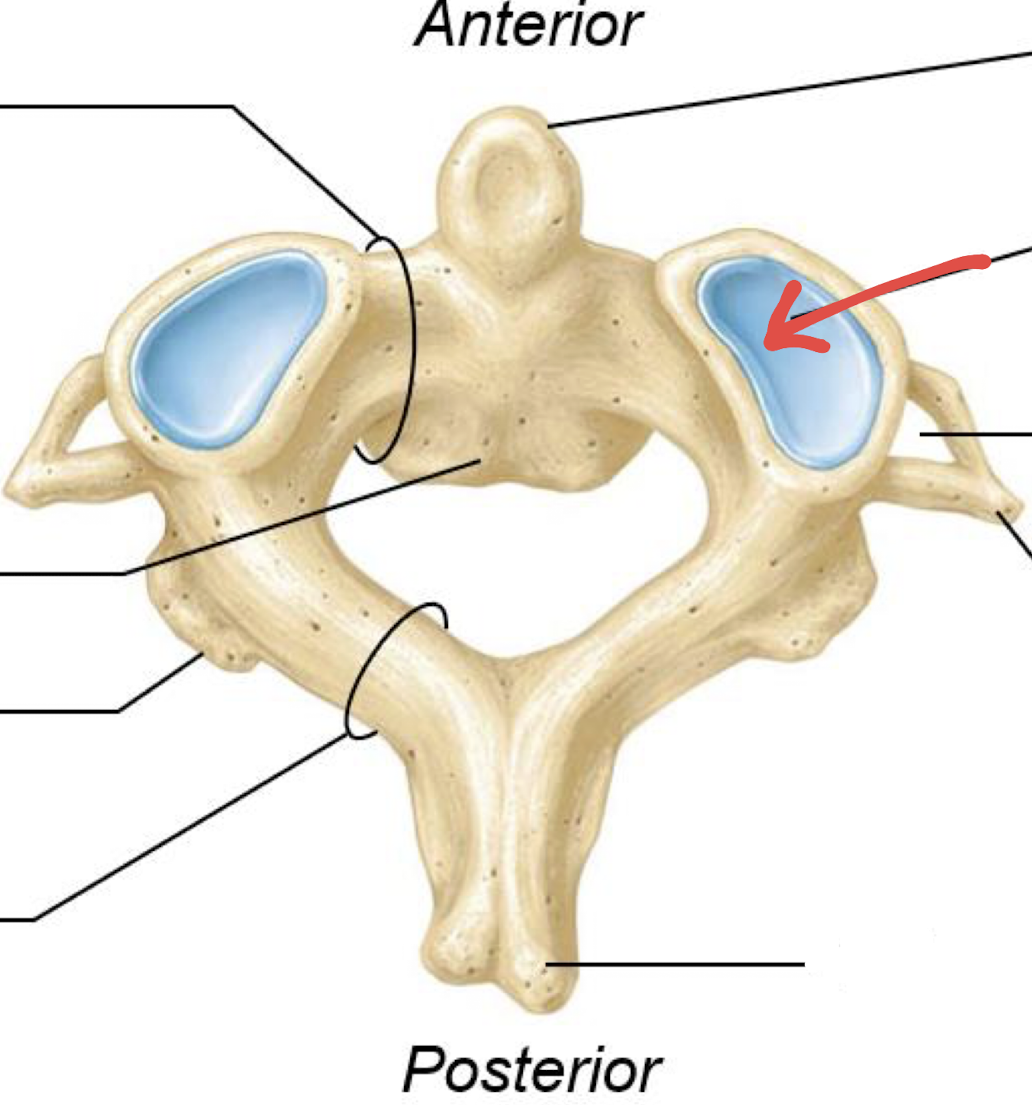 <p>what is this?</p>