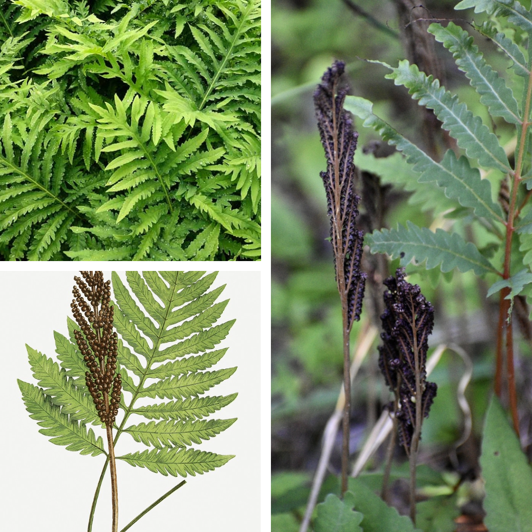 <p>Sensitive Fern</p><p>Solid brown seed stalks</p>