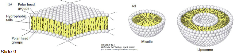 <ul><li><p>made of phospholipid bilayer</p></li><li><p>~6nm thick</p></li><li><p>made up of phospholipids (phosphate head, hydrophobic tail, polar hear - inner layer)</p><ul><li><p><strong>micelle:</strong> formation of phospholipids into sphere shape (no lumen)</p></li><li><p><strong>liposome:</strong> double phospholipid membrane layer with a lumen inside</p></li></ul></li></ul><p></p>