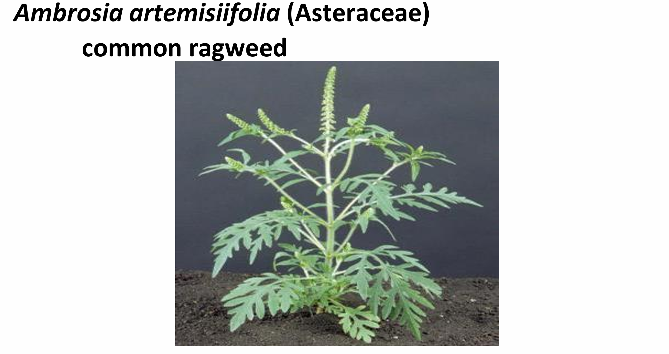 <p><em>Ambrosia artemisiifolia</em> (Asteraceae)→ common ragweed&nbsp;</p>