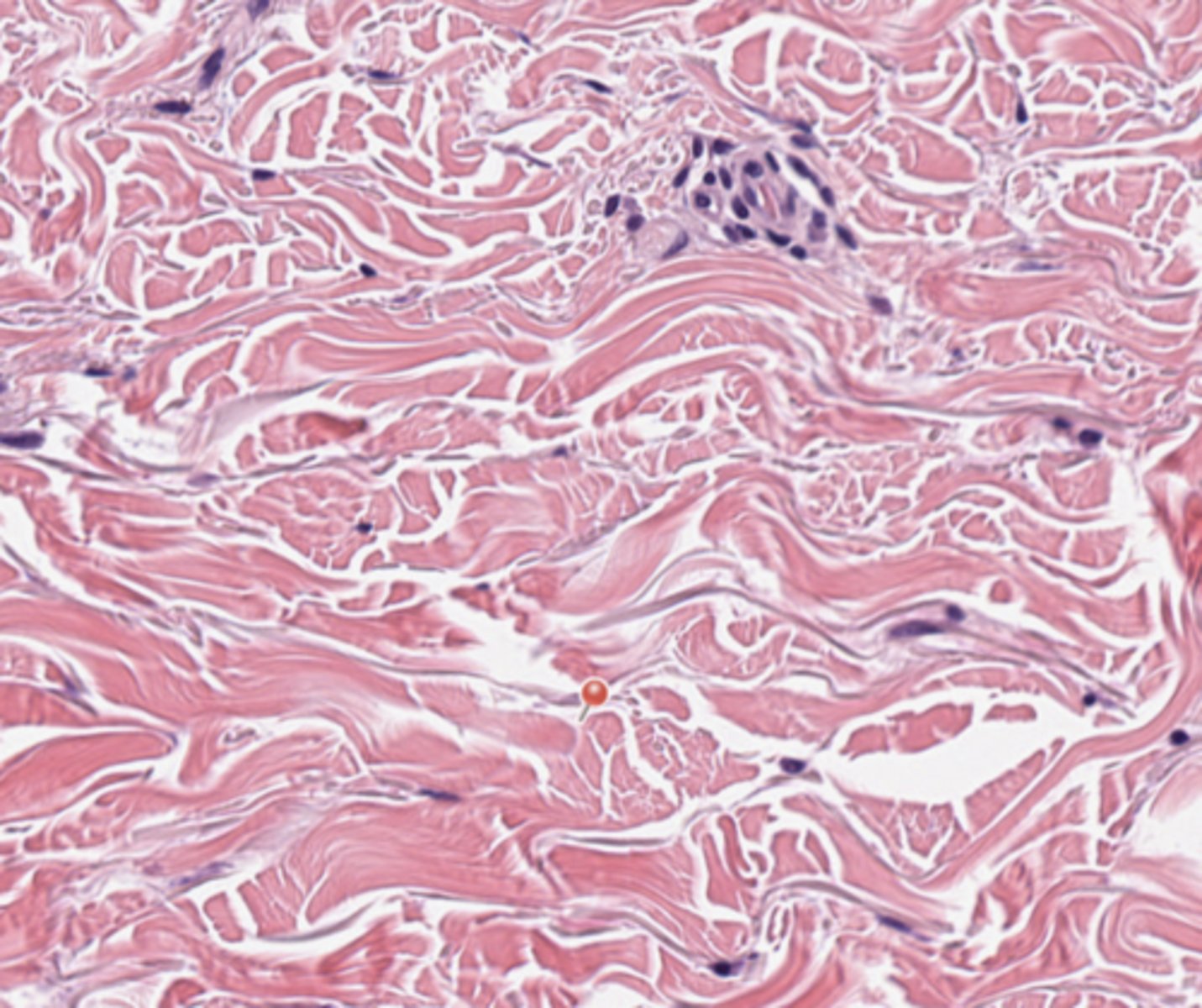 <p>Skin</p>
