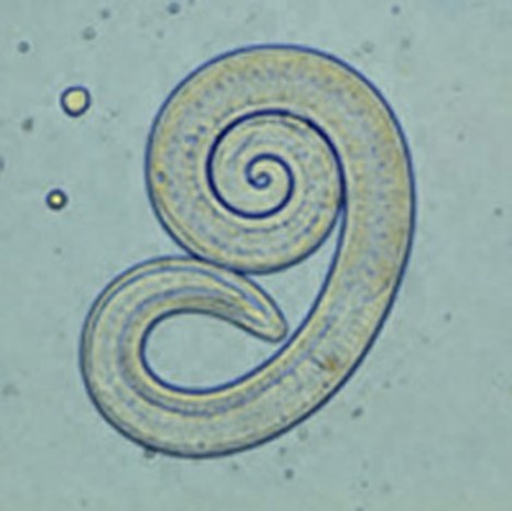 <p>What are these larvae</p>
