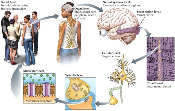 <p>Social, organ, neural systems, brain region, circuit, cellular, synaptic, molecular</p>