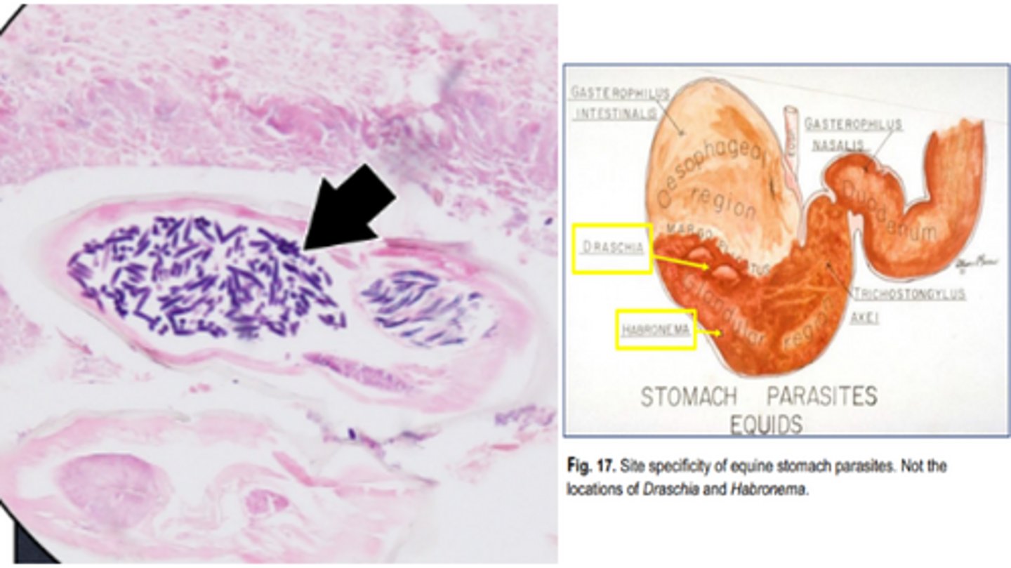 <p>Nematode Nodules in Equine Stomach Vary by Location:</p><p>-Draschia forms in the _____ _____.</p><p>-Habronema forms in the ____ _____.</p>