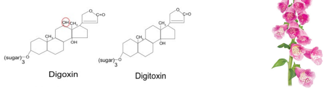 <p>A group of chemically related compounds isolated primarily from purple and white foxglove plants. Poisoning usually occurs from sucking the flowers or eating the seeds, stems, or leaves of foxglove plants. </p>