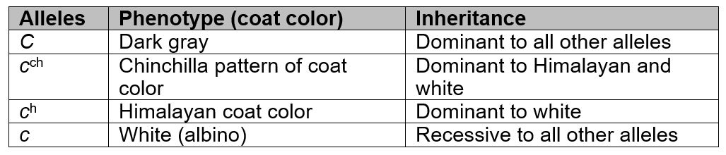 <p>Coat color in rabbits is inherited by multiple alleles for a single gene. The table describes the genes and their inheritance.</p><p></p><p>Would it be possible to obtain a rabbit with Chinchilla coat color if one parent is white and the other parent has a Himalayan coat color?</p><p>Responses</p><p>a.Yes, if the Himalayan parent rabbit’s genotype is <em>c</em>h<em>c</em>h.</p><p></p><p>b.Yes, because the <em>c</em> allele is recessive to the <em>c</em>ch allele.</p><p></p><p>c.No, because the parents have no alleles for Chinchilla.</p><p></p><p>d.No, because the <em>c</em>h allele is dominant to the <em>c</em>ch allele.</p><p></p>