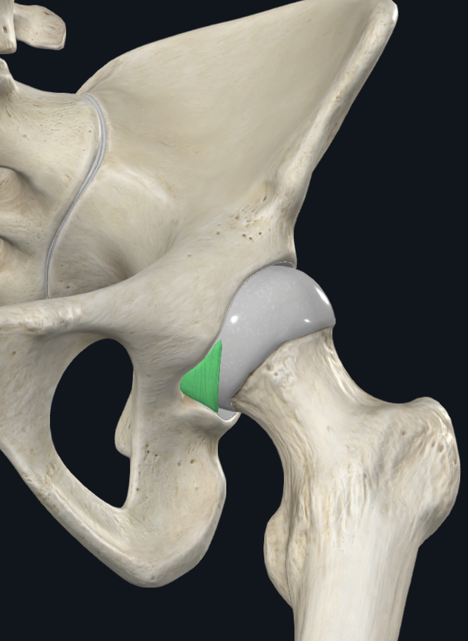 <p><span style="background-color: transparent;">Transverse Acetabular Ligament</span></p>