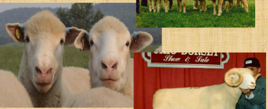 <ul><li><p><span style="color: rgb(0, 0, 0);">Thought to have originated in Southwest England.</span></p></li><li><p><span style="color: rgb(0, 0, 0);">Both polled and horned.</span></p></li><li><p><span style="color: rgb(0, 0, 0);">&nbsp;Very popular, number one white faced breed in US.</span></p></li><li><p><span style="color: rgb(0, 0, 0);">All white sheep, medium sized.</span></p></li><li><p><span style="color: rgb(0, 0, 0);">Important attribute is its extended breeding season; can be bred both in fall and spring.</span></p></li><li><p><span style="color: rgb(0, 0, 0);">&nbsp;Rams: 225 – 275 lbs.</span></p></li><li><p><span style="color: rgb(0, 0, 0);">Ewes: 150 – 200 lbs.</span></p></li></ul><p></p>