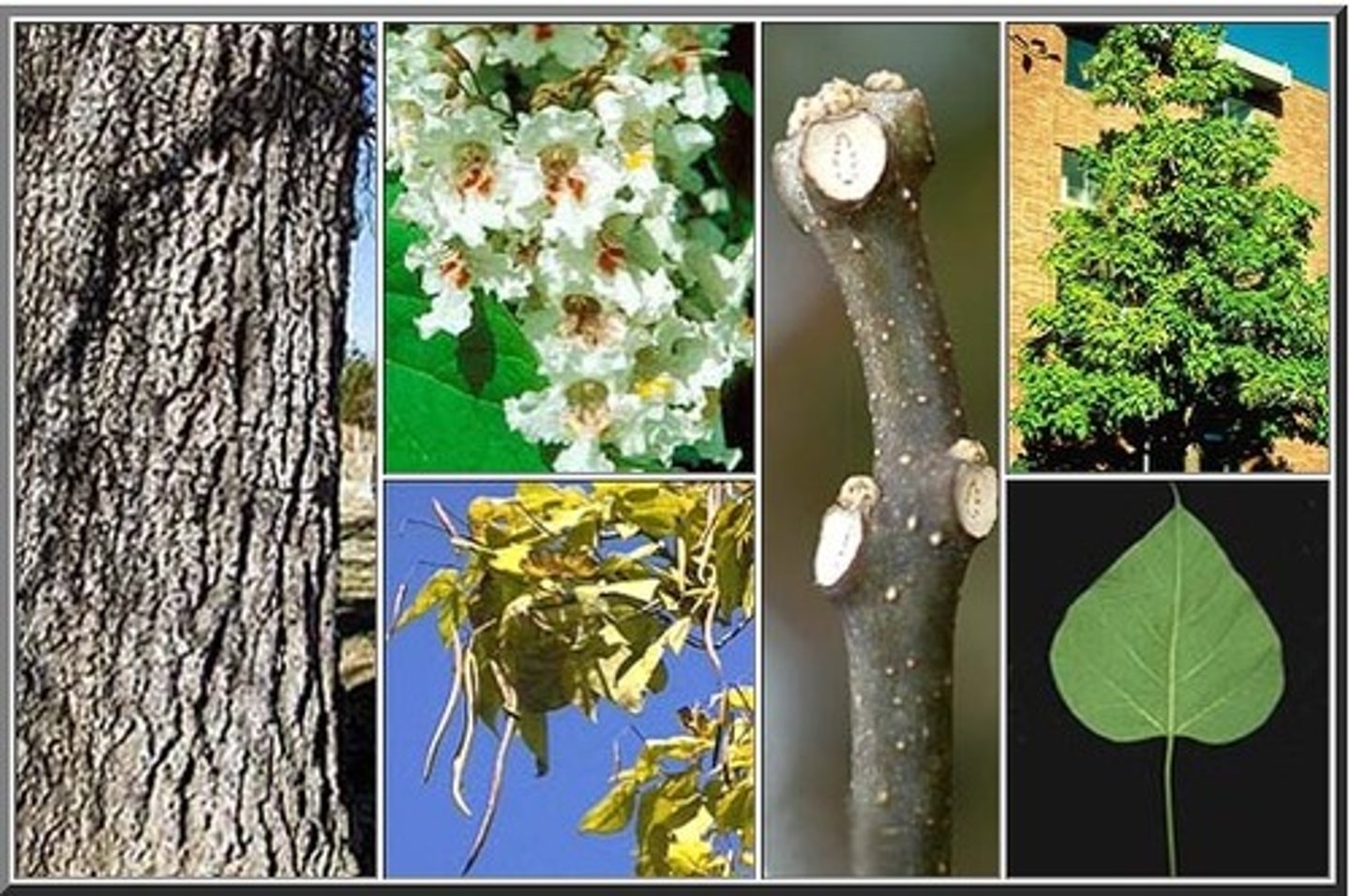 <p>northern catalpa</p><p>Family: Bignoniaceae</p><p>- Only catalpa in MO</p>