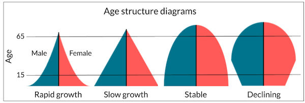 <p><span>a graphical representation of a population's distribution by age and sex</span></p>