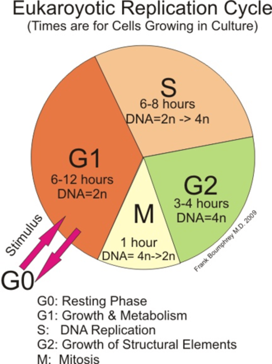 <p>G1</p>